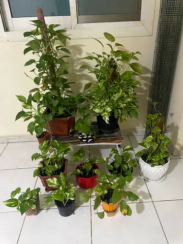 Beautiful Indoor Plants Collection for Sale