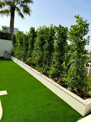 Ficus Panda 2m Plants for a Vibrant Garden