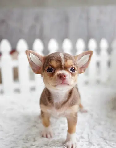 Chihuahua puppies
