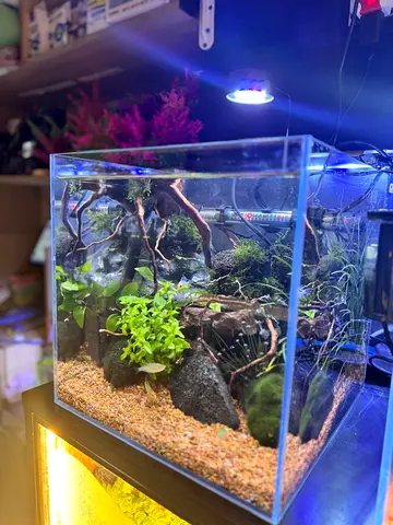 Beautifully Paludarium Designed Aquarium 30x30x30cm