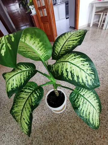 Beautiful Indoor Plant with Lush Green Foliage
