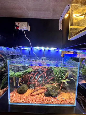 Beautifully Paludarium Set Up Aquarium 35x23x20cm with Mix Tetra Fish