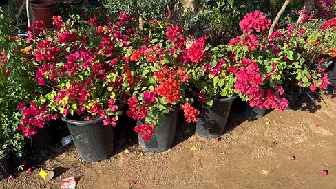 Stunning Outdoor Garden Plants Display