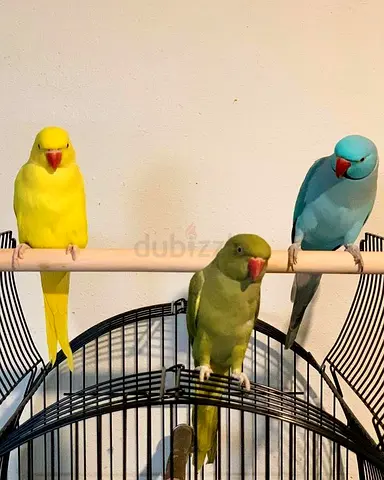 Hand Fed Indian Ringneck Parakeets