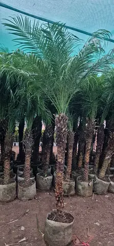 Beautiful Phonex Palm Trees for Sale