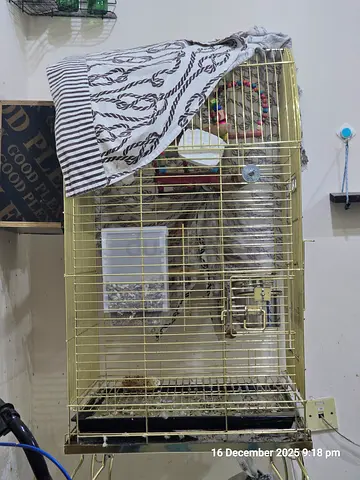 Large Bird Cage with Accessories for Sale
