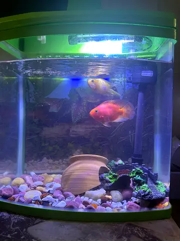 Aquarium Fishtank full set with 2 Fish ! ! !