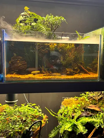 Gorgeous Aquatic Terrarium with Lush Plants and Fish 60x40x30cm