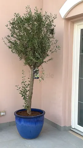 Beautiful Olive Tree in Decorative Blue Pot