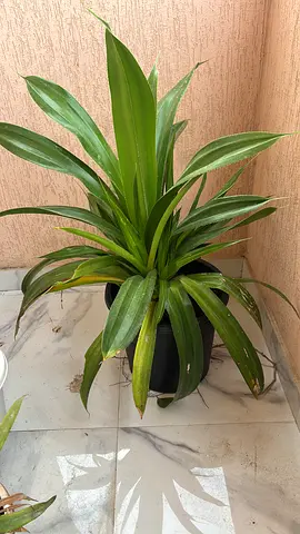Indoor Potted Plant for Home Decor
