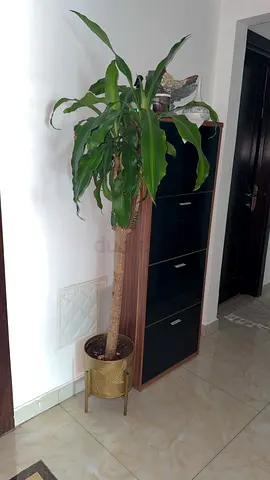 Indoor Potted Plant with Stylish Stand