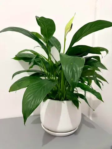 Beautiful Peace Lily in Stylish White Pot