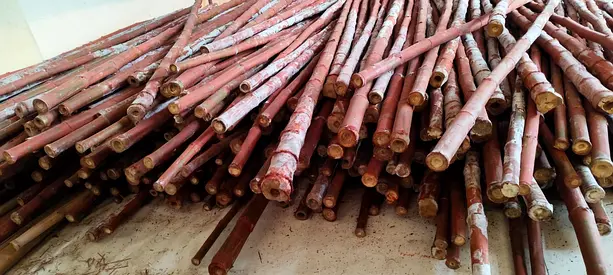 Bamboo available for sale