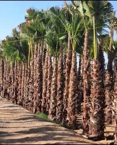 Beautiful Palm Trees for Your Garden