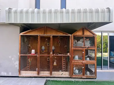 birds cage for sale