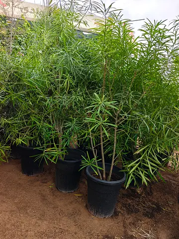 Thevittia Plants for Your Garden