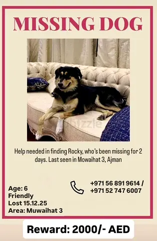 Pet dog missing