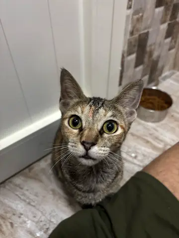 Sweet cat for adoption