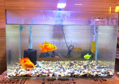 Aquarium with colourful fish