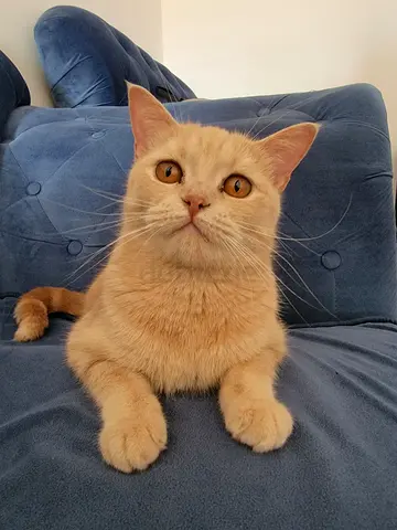 Adorable British Shorthair Looking for a New Home