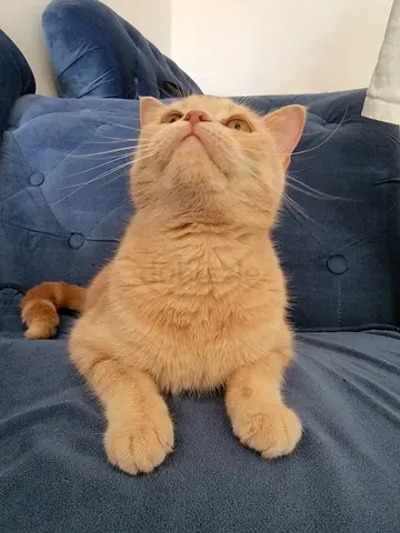 Adorable British Shorthair Looking for a Loving Home