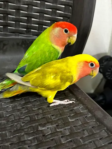 Cute Lovebirds Looking for a New Home