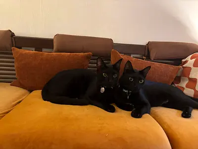 Brothers: Null and Void for Adoption