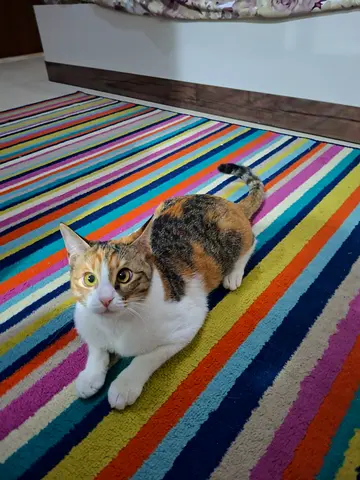 9-Month-Old Vaccinated Kitten + Free Litter Box