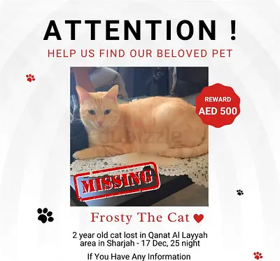 Lost Cat