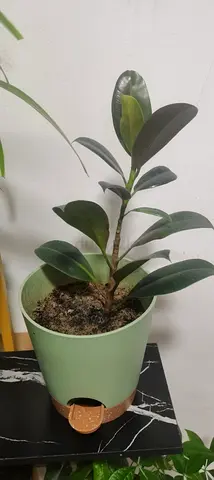 plant for sale