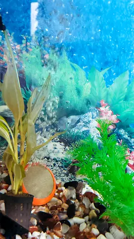 Fish tank with accessories for sale