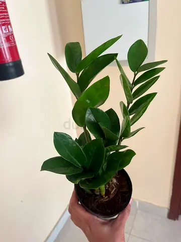 Zamioculcas zamiaa(zz ) - Easy to Care for
