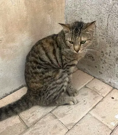 Please help this sweet soul find a home