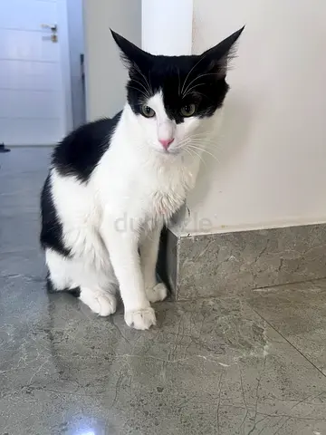 7 months old kitten for free adoption