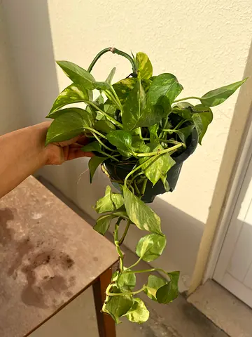Beautiful Potted Pothos Plant