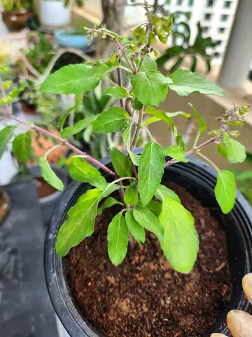 Fresh Indoor Plant - Basil in Pot