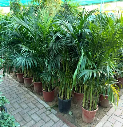 Chamaedorea Seifritzii