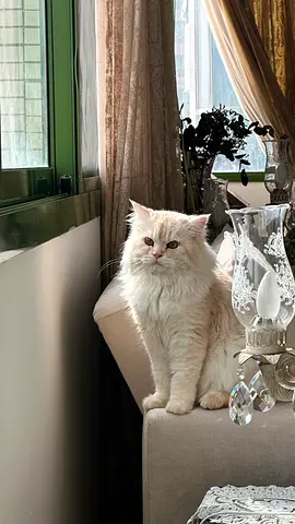 Persian (Shirazi) Cat for adoption