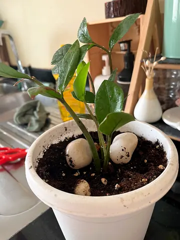 Indoor Plant in a Decorative Pot