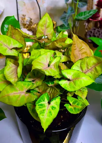Syngonium maria allusion indoor plant for sale