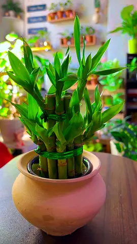 Lucky bamboo in clay pot