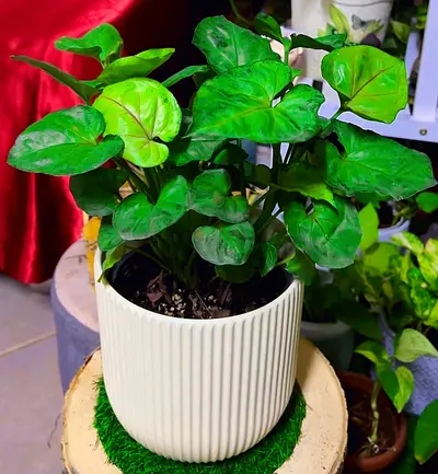 Syngonium rich emerald plant for sale