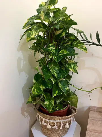 Decorative Indoor Plant with Stylish Pot(jute not included)