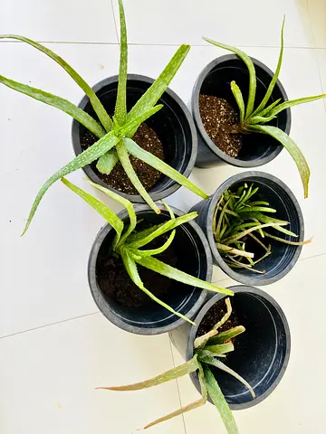 Beautiful Collection of Aloe Vera Plants in Pots