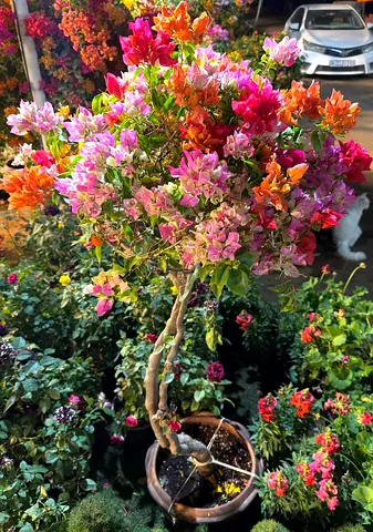 Clay pot Multicolored Bougainville