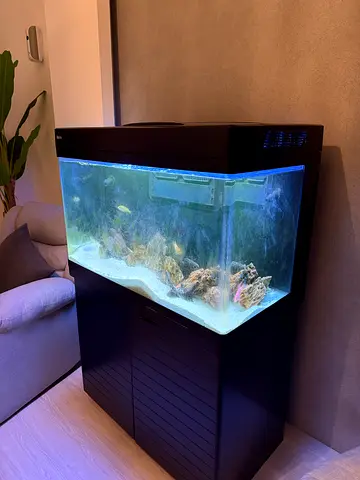 Negotiable Price -  Aquarium Salt Water with Stand   Fish