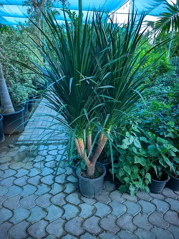 Stunning Yucca Plant for your Villa