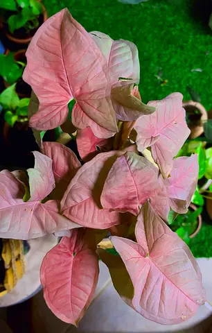 Three syngonium varieties for sale