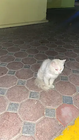 Found white cat in a bad condition near rashidiya towers