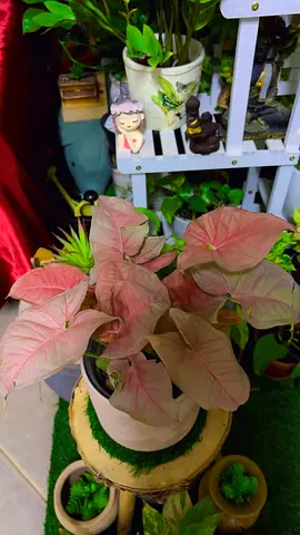 Syngonium pink Indoor plant for sale
